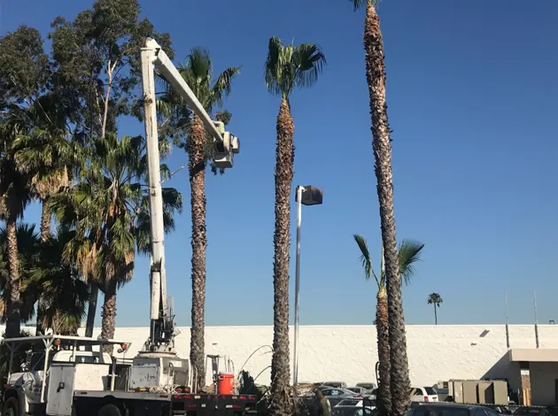 Tree Service Miami